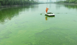 蓝藻有生物膜系统吗 蓝藻有没有生物膜系统