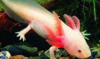 六角龙鱼能和别的鱼一起养吗 六角龙鱼能不能和别的鱼一起养