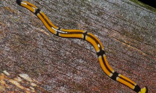 worm是什么意思中文 关于worm是什么意思中文