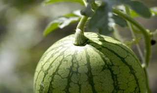 瓜熟蒂落的意思是什么 关于瓜熟蒂落的意思是什么