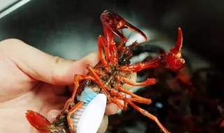 活的小龙虾怎么保存 活的小龙虾如何保存