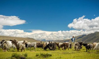西藏土特产有哪些 西藏有哪些土特产