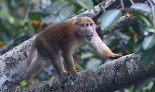 猴子的叫声怎么形容 猴子的叫声介绍