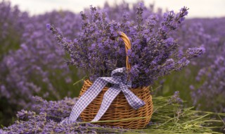 丰收的意思 丰收是什么意思