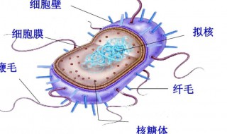 拟核是什么 拟核简单介绍