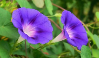 牵牛花的特点是什么 牵牛花的特点介绍