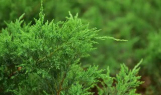 臭柏的功效与作用 中药材臭柏的作用