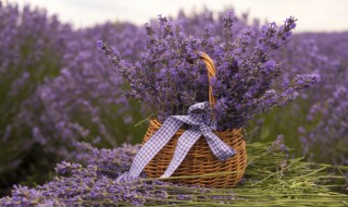 鸡犬桑麻是什么意思 鸡犬桑麻意思是什么