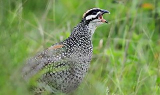鹧鸪在什么时候季节鸣叫 鹧鸪的孵化期有多长