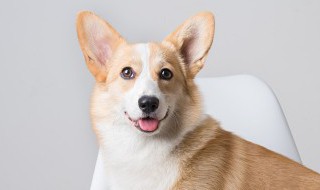 四眼狗有什么迷信说法 四眼狗迷信说法是什么