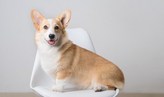 犬和狗有什么区别 犬和狗有哪些区别呢