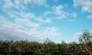 空气中含量最多的是什么 空气中含量最多到底是啥呢