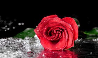 玫瑰花是怎样保鲜的 玫瑰花是如何保鲜的