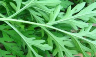 艾和蒿有什么区别 艾和蒿的区别介绍