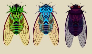 蝉虫长什么样 蝉虫的外形特征