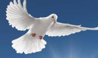 夏天顶楼的鸽子会热死吗 夏天顶楼的鸽子会不会热死