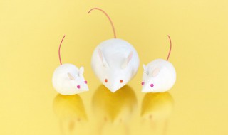 老鼠讨厌什么气味东西 盘点老鼠讨厌的味道