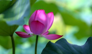 荷花的美誉 关于荷花的美誉介绍