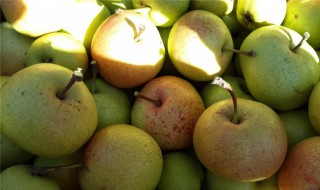 苹果梨产地在什么地方 关于苹果梨产地介绍