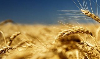 麦子吉祥语 关于麦子的吉祥语