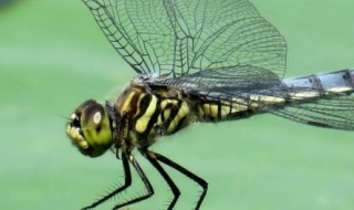 天上好多蜻蜓是怎么回事 天上好多蜻蜓的原因