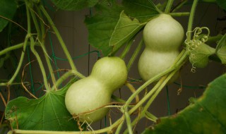 葫芦多久可以采摘 葫芦采摘的时间