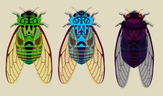 蝉能活几天 蝉的相关知识