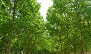 绿荫蓊郁的意思是什么 绿荫蓊郁的含义是什么