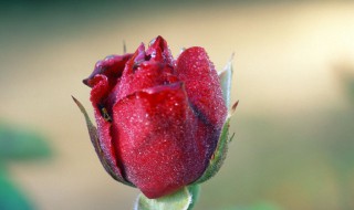 玫瑰花语是什么意思 玫瑰花语介绍