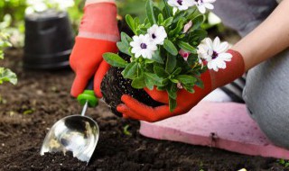 植物无性生殖的方式有哪些 植物无性生殖有哪些方式