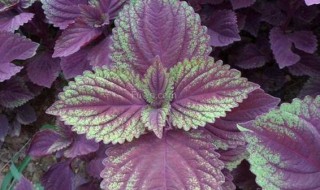 紫苏怎样长久保鲜 如何保存紫苏