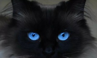 养黑猫有什么说法 养黑猫有哪些含义