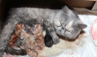 猫咪生产过程 猫咪生产过程有什么注意事项