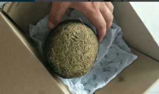 猪宝是什么东西? 有什么价值吗