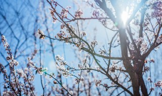 梅花的资料 梅花简介