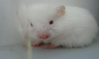 仓鼠眼睛周围发红 仓鼠眼睛发红原因