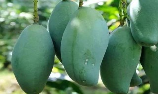 桂七芒果种植几年挂果 桂七芒果的种植时间