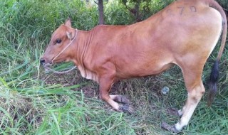 牛下跪意味着什么 三点为你解惑