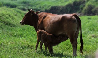 牛下跪科学解释 你知道吗