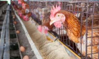 养鸡设备使用方法 养鸡设备台式电动断喙器的使用方法