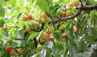 李子树施肥最佳时间 李子树的特点