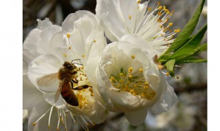 梦见蜜蜂预示着什么 这个你知道吗