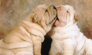 梦到被狗咬预示着什么 不同人解释也不同