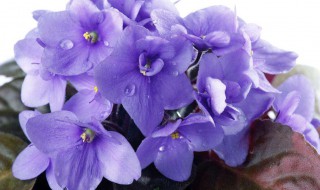 紫罗兰花语 有什么寓意