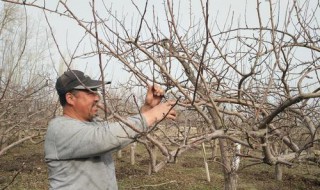苹果树三套枝修剪法 什么是三套枝修剪法