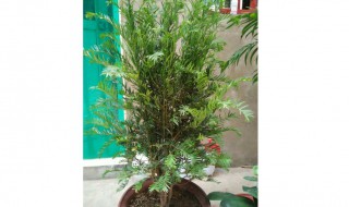 红豆杉夏季怎么养 看了你就懂