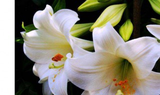 百合怎么养 教你如何养百合