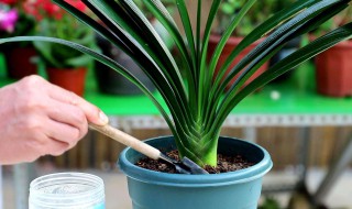 宽叶君子兰有几种 快来看看吧