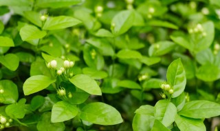 茉莉适合放在室内吗 能放在室内养殖茉莉吗