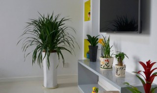 适合卧室养的植物 适合放在卧室的3种植物
